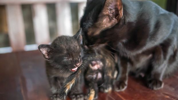 mom-cat is licking her black kitten , selective focus