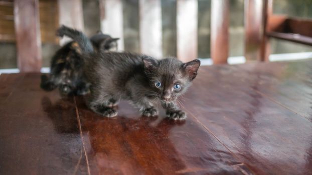 mom-cat is licking her black kitten , selective focus