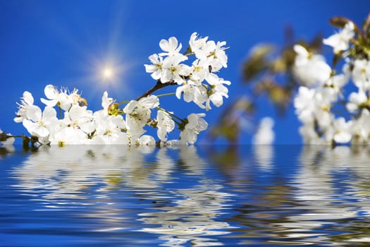Cherry Blossoms with reflection in water, with sun and blue sky