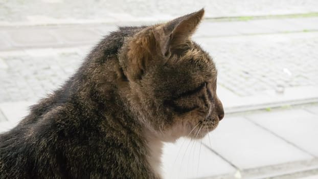 The close up of brown cat sitting on the walking street at afternoon.