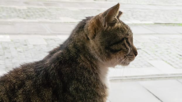 The close up of brown cat sitting on the walking street at afternoon.