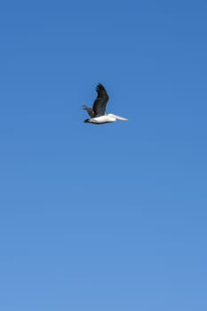 Pelican flying during the day in Queensland.