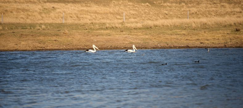 Pelicans swimming in the lake during the day in Queensland.