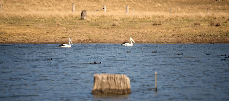 Pelicans swimming in the lake during the day in Queensland.