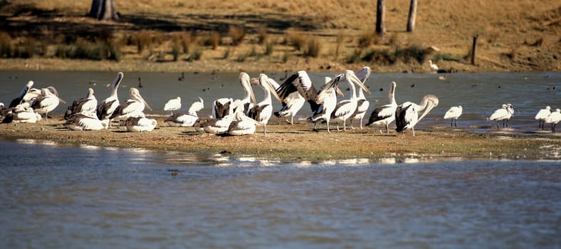 Pelicans resting by the lake together during the day in Queensland.