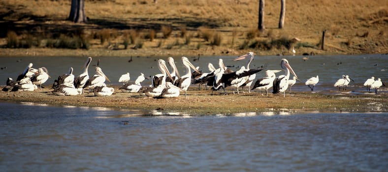 Pelicans resting by the lake together during the day in Queensland.