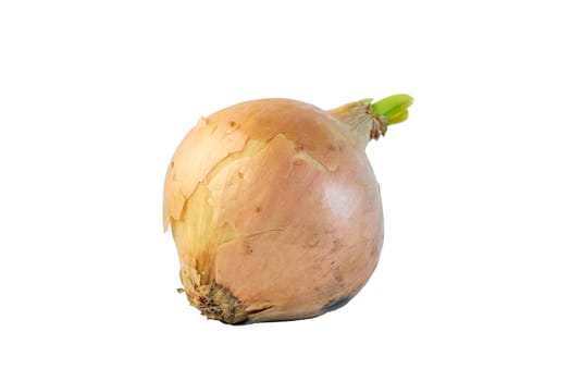Onion ripe and unpeeled on white background
