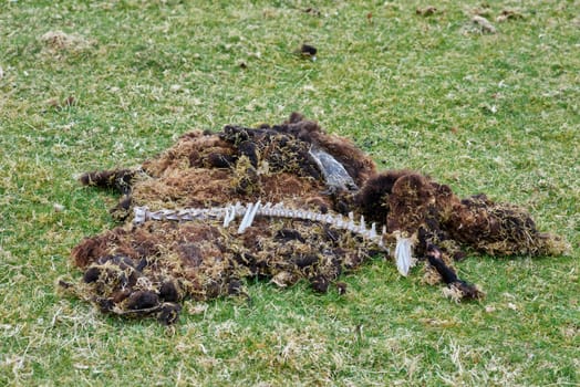 Remains from a wild black sheep.