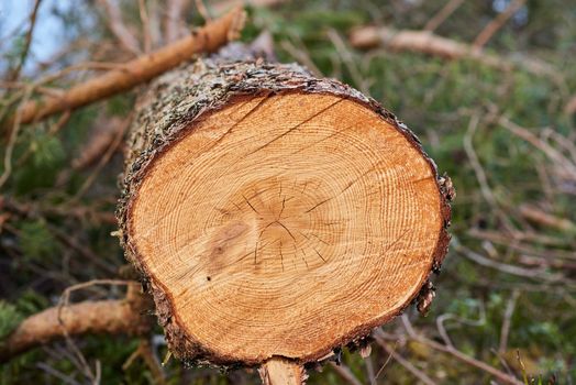 Wood grain texture from freshly cut log.