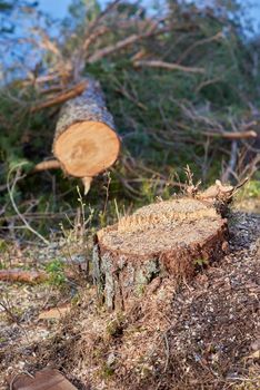Felled tree closeup with stump in focus.
