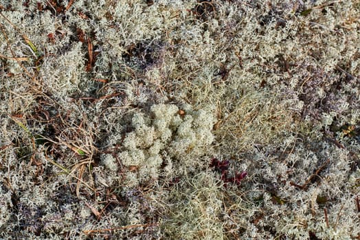 Closeup of Cladonia Rangiferina growing on a Norwegian mountain.