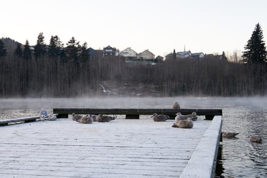 A flock of birds trying to keep warm in cold climate. Frost smoke in background.