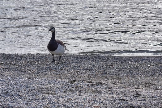 Canada geese walking at stony shore in Sweden.