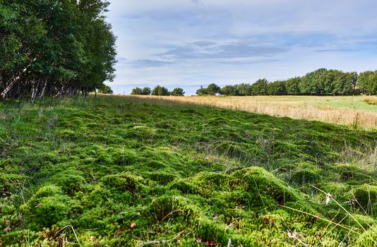 Green moss field at Mageroya, Norway. Focus on moss.