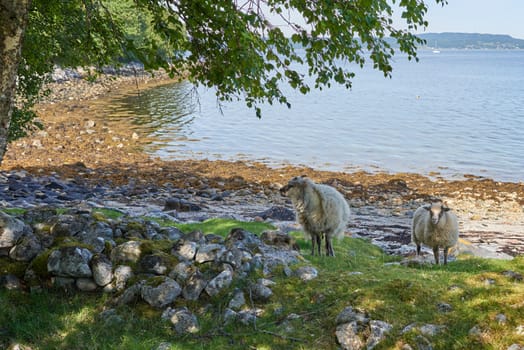Funny and furry sheep found in the wild on Mageroya, Norway.