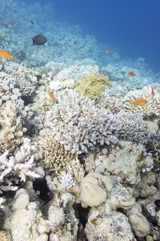 coral reef at the bottom of tropical sea, underwater.