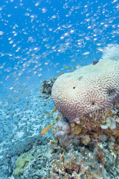 coral reef with glass fishes at the bottom of tropical sea, underwater.