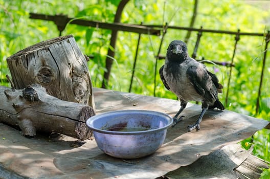 A crow is sitting on the table and are not afraid of man