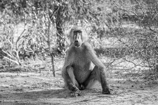 A starring Baboon in black and white in the Kruger National Park, South Africa.