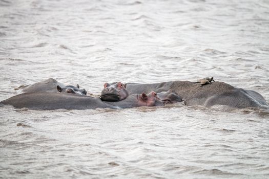 A group of Hippos laying in the water in the Kruger National Park, South Africa.