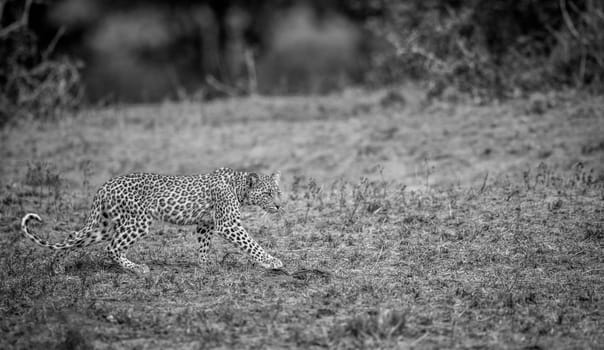 Walking baby Leopard in black and white in the Kruger National Park, South Africa.