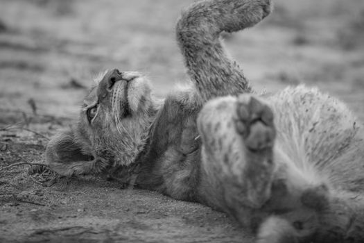 Lion cub laying in the dirt in black and white in the Sabi Sabi game reserve, South Africa.