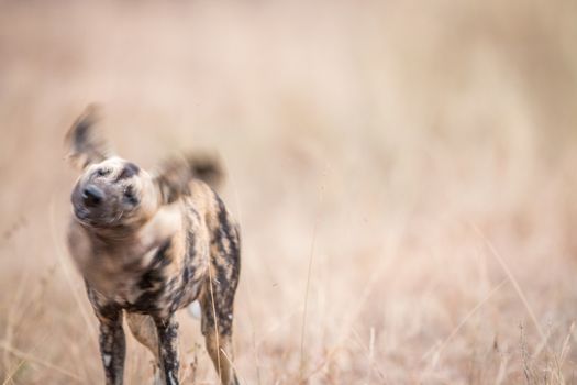African wild dog shaking himself in the Kruger National Park, South Africa.
