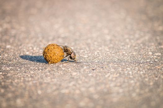 Dung beetle rolling a ball of dung on the road in the Kruger National Park, South Africa.