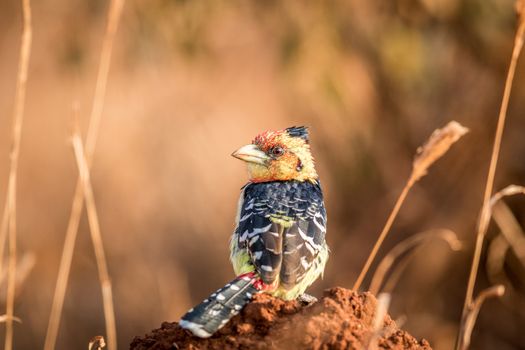 A Crester barbet on a termite mount in the Kruger National Park, South Africa.