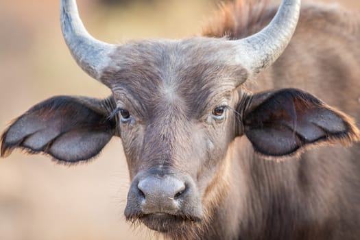 A young Buffalo starring at the camera in the Kruger National Park, South Africa.