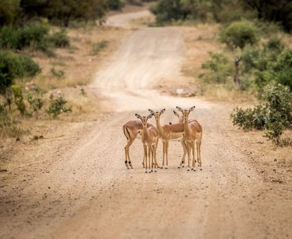 Group of female Impalas starring in the middle of the road in the Kruger National Park, South Africa.