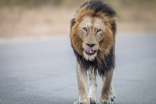 Male Lion walking towards the camera in the Kruger National Park, South Africa.