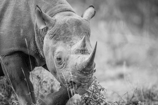 Starring Black rhino in black and white, South Africa.