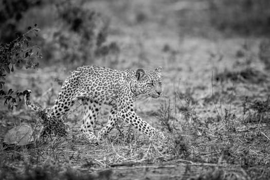 Walking baby Leopard in black and white in the Kruger National Park, South Africa.