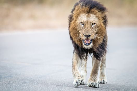 Male Lion walking towards the camera in the Kruger National Park, South Africa.