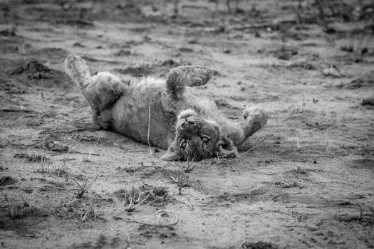 Lion cub laying in the dirt in black and white in the Sabi Sabi game reserve, South Africa.