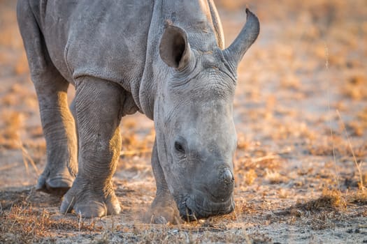 A baby White rhino sniffing the dirt, South Africa.