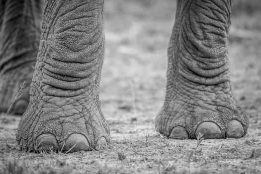 Elephant feet in black and white in the Kruger National Park, South Africa.