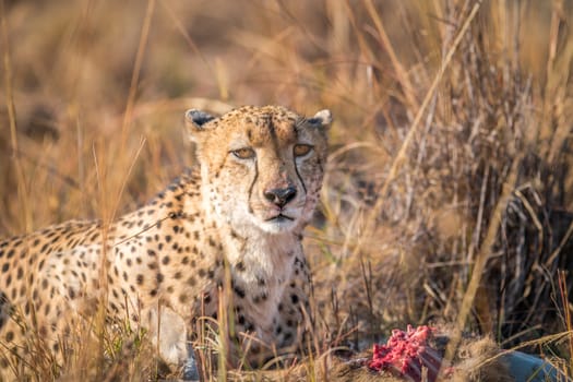 Cheetah on a Reedbuck kill in the Sabi Sabi game reserve, South Africa.