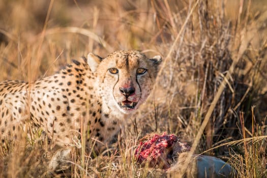 Cheetah on a Reedbuck kill in the Sabi Sabi game reserve, South Africa.