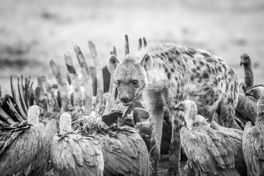 Spotted hyena at a carcass with Vultures in black and white in the Sabi Sabi game reserve, South Africa.