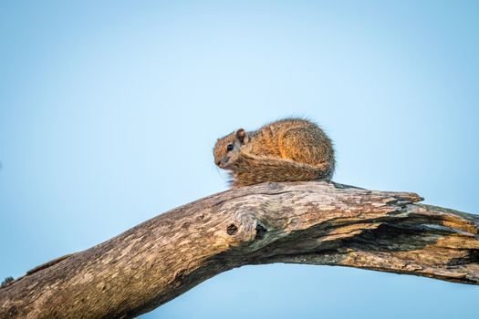 A Tree squirrel on a branch in the Kruger National Park, South Africa.