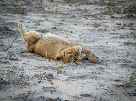 Lion cub laying on the dirt in the Sabi Sabi game reserve, South Africa.