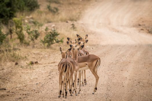 Group of starring female Impalas from behind in the middle of the road in the Kruger National Park, South Africa.