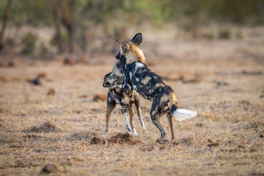 Playing African wild dogs in the Kruger National Park, South Africa.