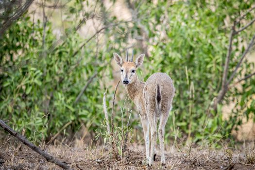 A common male Duiker starring at the camera in the Kruger National Park, South Africa.