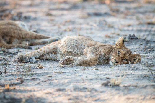 Lion cub laying on the dirt in the Sabi Sabi game reserve, South Africa.