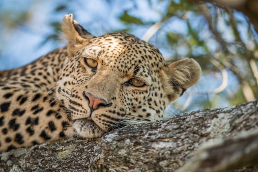 Leopard starring in a tree in the Kruger National Park, South Africa.