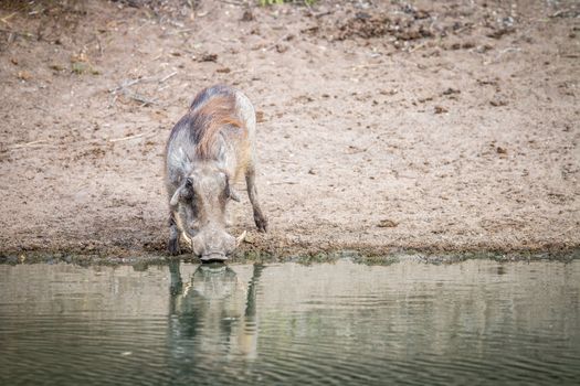 A Warthog drinking from a dam in the Kruger National Park, South Africa.