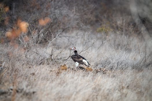 A Lappet-faced vulture on a carcass in the Kruger National Park, South Africa.